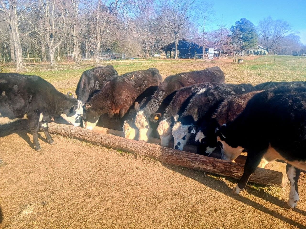 Alexander Beef cattle feeding at the trough on the family farm in Hartselle, Alabama