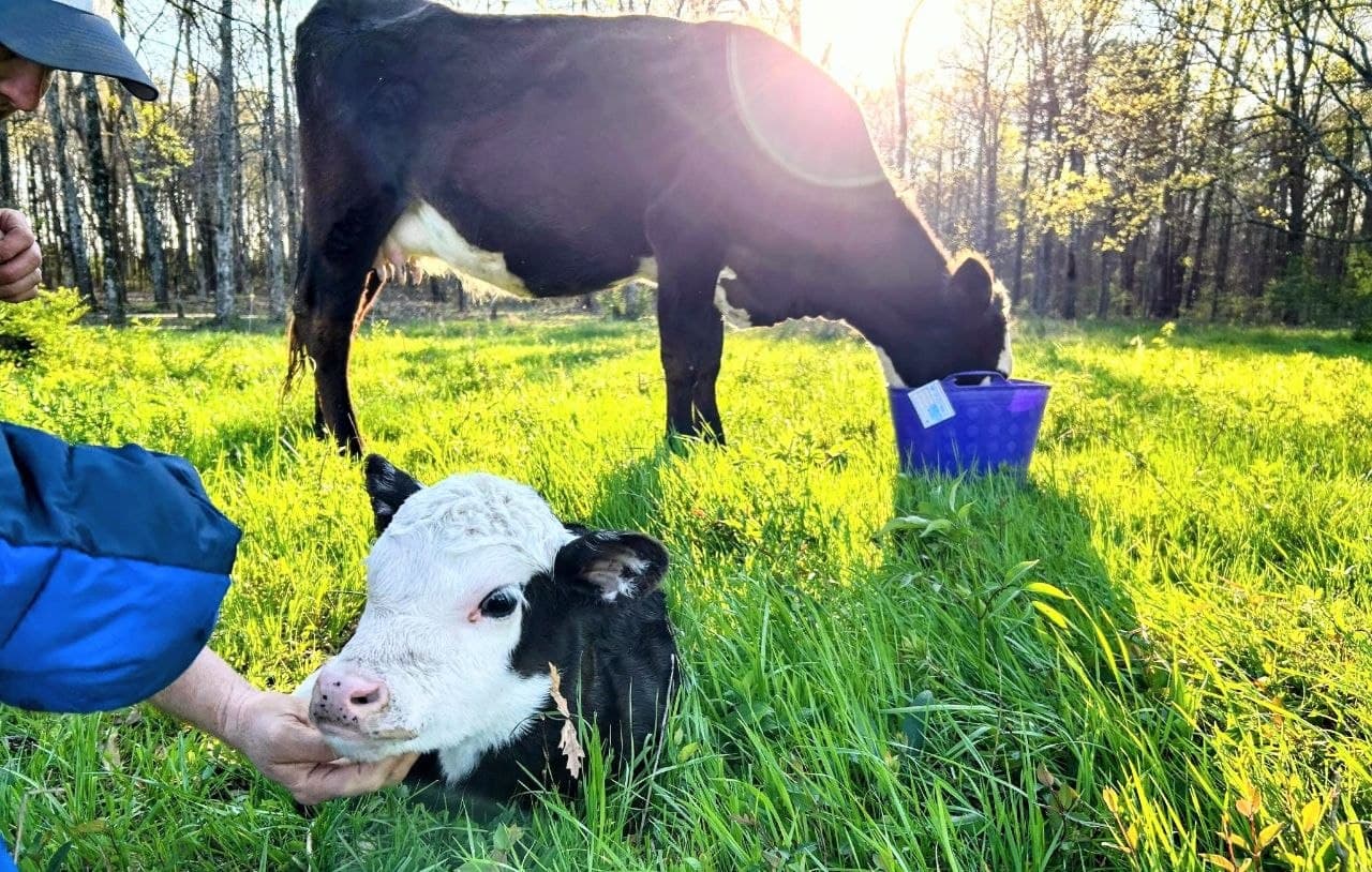 Calf being cared for on the Alexander Beef farm